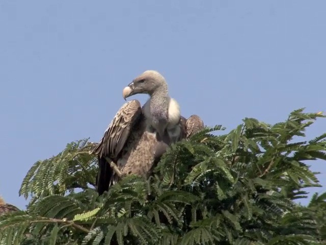 Rüppell's Griffon - ML201547001