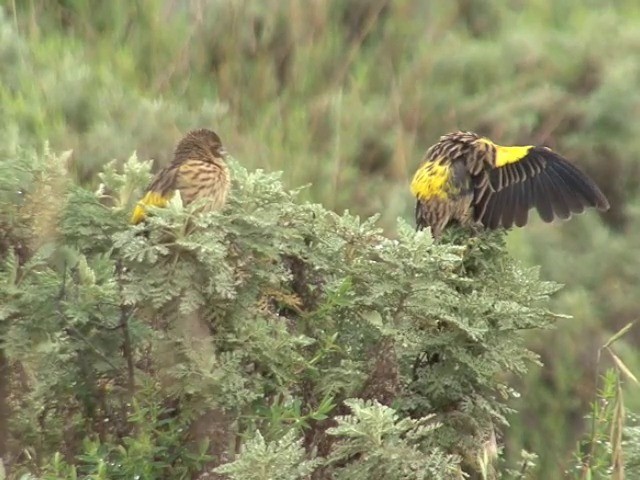 キゴシオウゴンチョウ（xanthomelas） - ML201547021