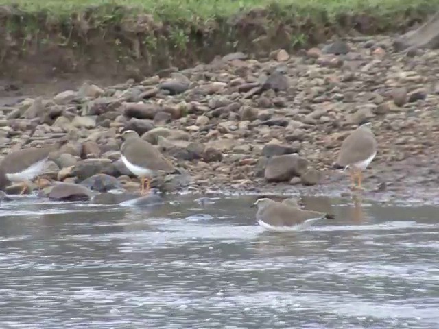 Spot-breasted Lapwing - ML201547111