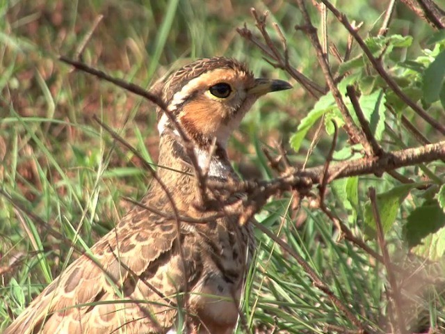 Bindenrennvogel - ML201547141