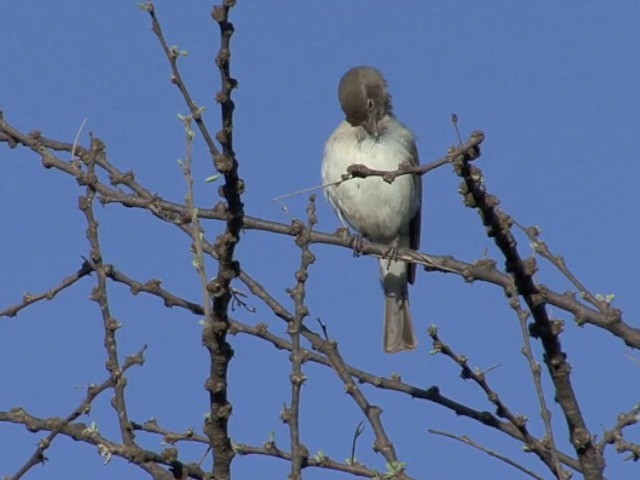 Moineau à point jaune - ML201547181