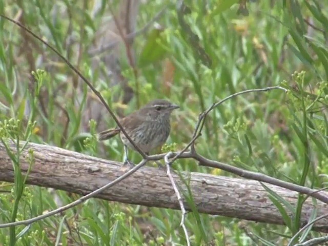 Chestnut-rumped Heathwren - ML201547211