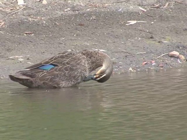 Pacific Black Duck - ML201547251