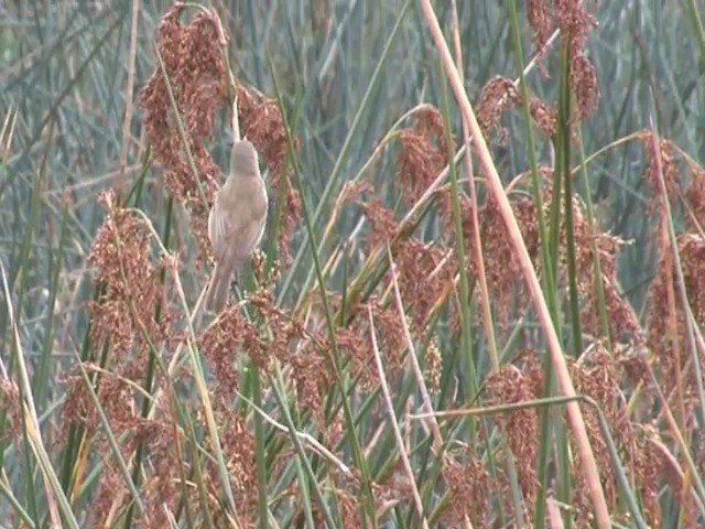 Australian Reed Warbler - ML201547461