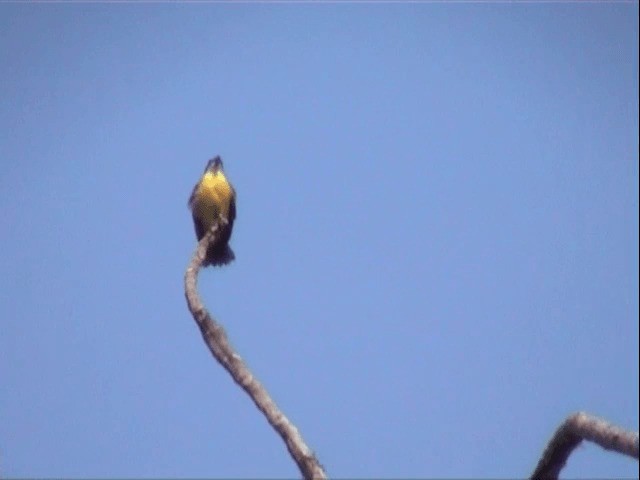 アカボウシヒタキモドキ（similis グループ） - ML201547501