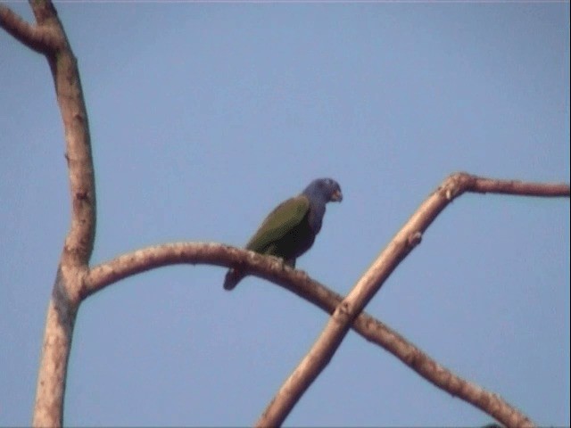 Blue-headed Parrot (Blue-headed) - ML201547531