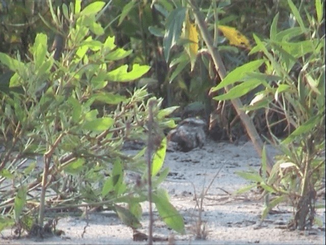 Ladder-tailed Nightjar - ML201547561