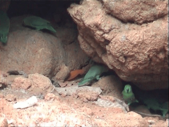 papoušíček tmavozobý (ssp. sclateri) - ML201547611