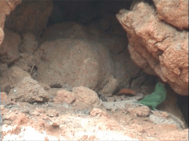 Папуга-горобець темнодзьобий (підвид sclateri) - ML201547631
