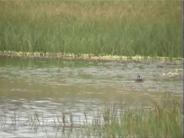 Sungrebe - ML201547661