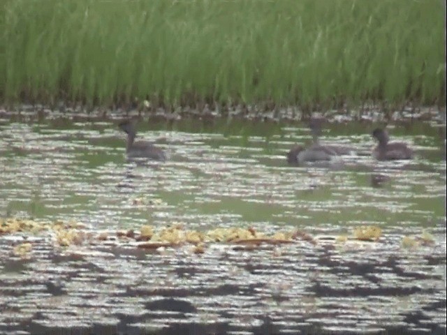 Least Grebe - ML201547701