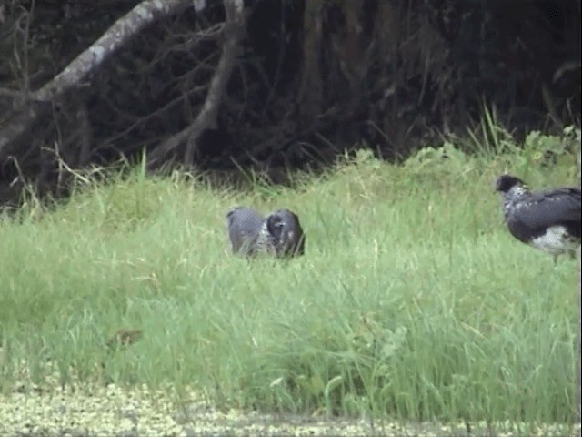 Horned Screamer - ML201547711