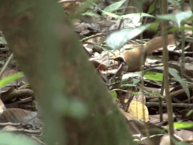 Malaysian Rail-babbler - ML201547771