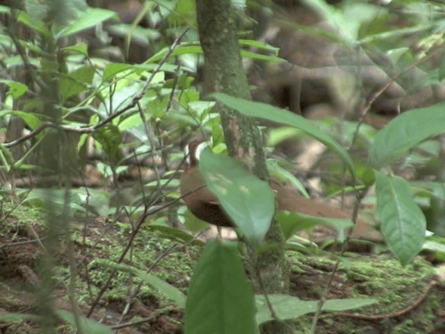 Malaysian Rail-babbler - ML201547791