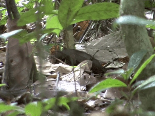 Malaysian Rail-babbler - ML201547801