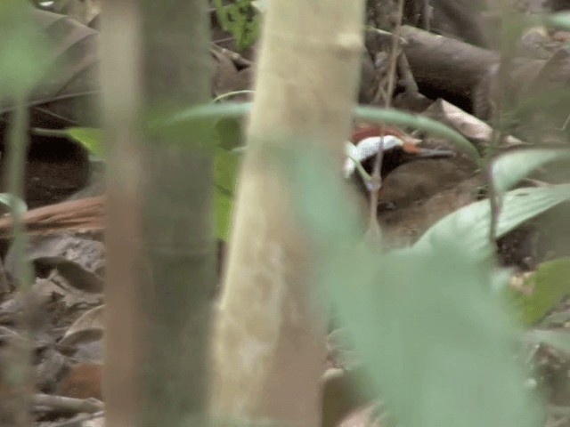 Malaysian Rail-babbler - ML201547811