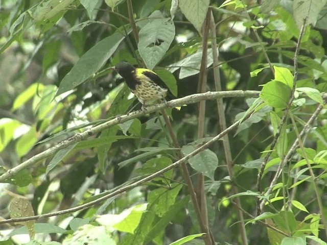 Dark-throated Oriole - ML201547821