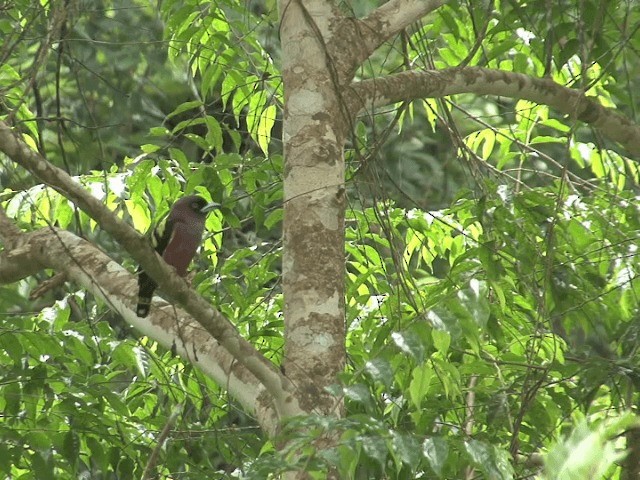 Banded Broadbill (Banded) - ML201547861