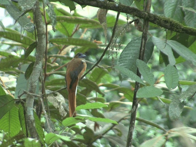 Scarlet-rumped Trogon - ML201547891