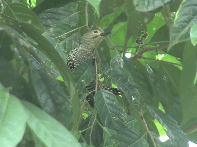 Buff-rumped Woodpecker - ML201547911