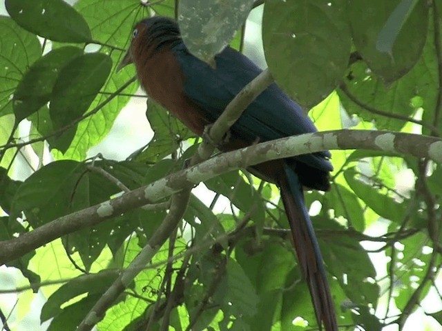 Malcoha Pechicastaño (grupo curvirostris) - ML201547941