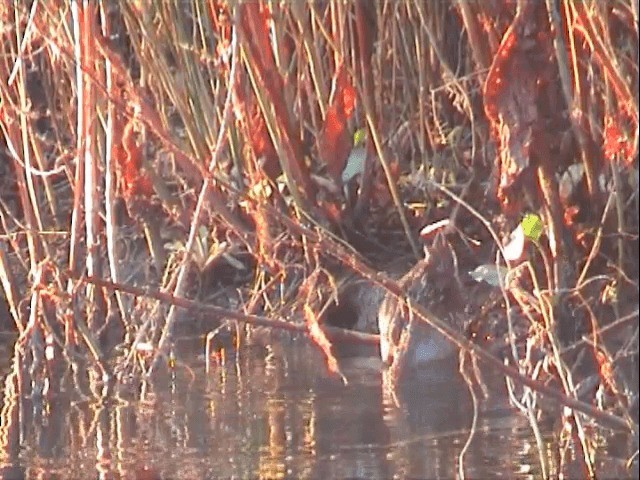 chřástal karolínský - ML201548041