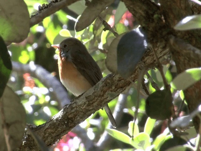 Kashmir Flycatcher - ML201548081