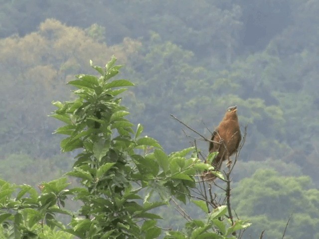 Rufous Babbler - ML201548111