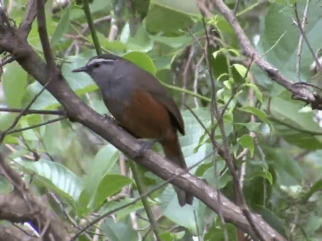 Palani Laughingthrush - ML201548121