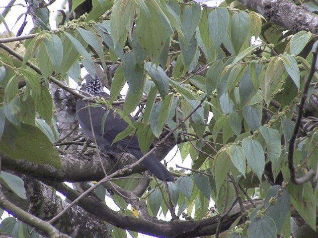 Nilgiri Wood-Pigeon - ML201548141