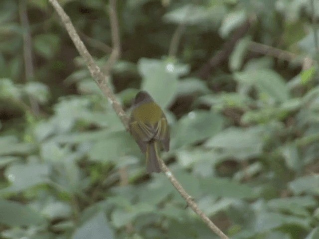 Gobemoustique à tête grise - ML201548161