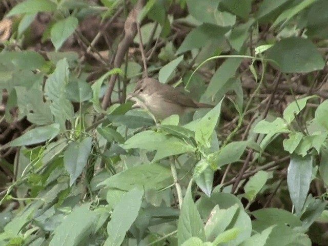 Blyth's Reed Warbler - ML201548181