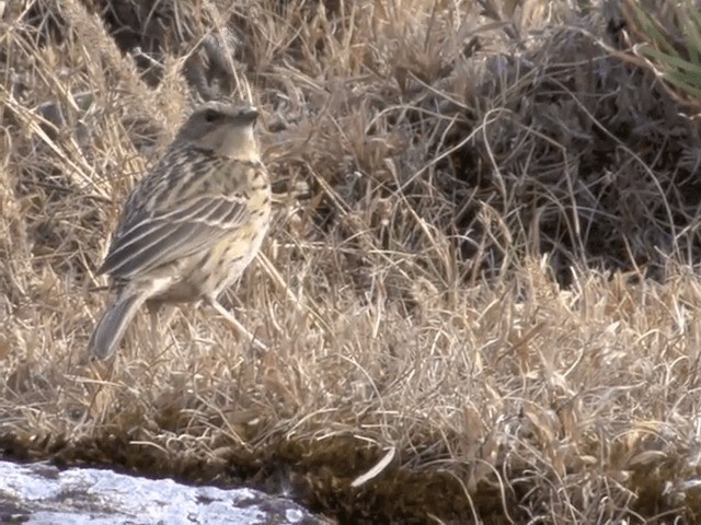 Nilgiri Pipit - ML201548241