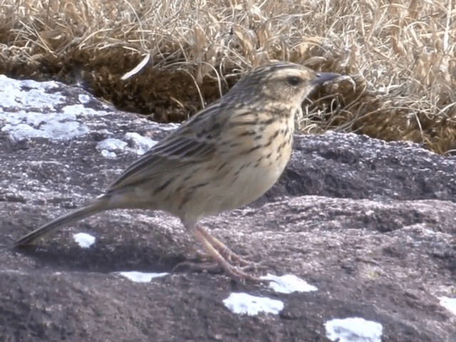 Nilgiri Pipit - ML201548251