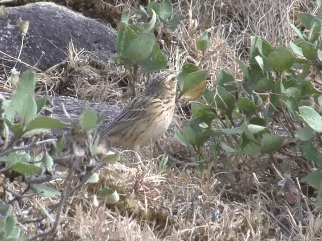 Nilgiri Pipit - ML201548271