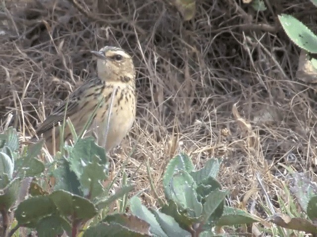 Nilgiri Pipit - ML201548281