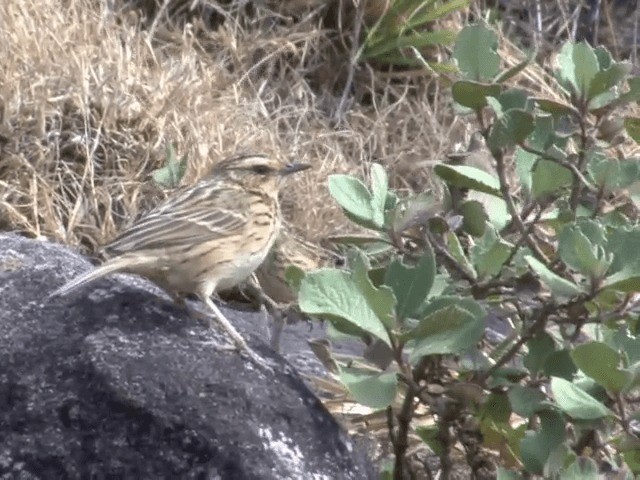 Nilgiri Pipit - ML201548291