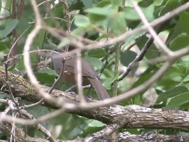 Palani Laughingthrush - ML201548301