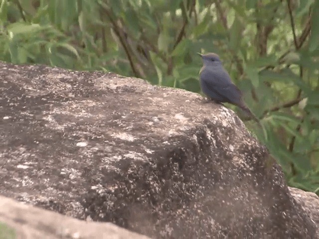 Blue Rock-Thrush (pandoo) - ML201548371