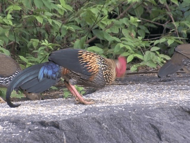 Gray Junglefowl - ML201548421