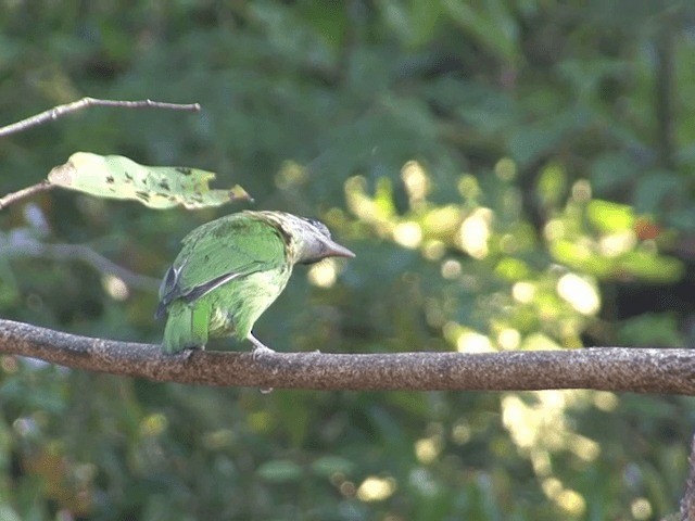 White-cheeked Barbet - ML201548471