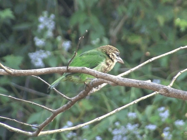 White-cheeked Barbet - ML201548481