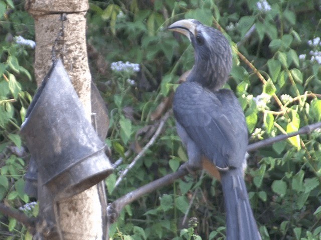 Cálao Gris Malabar - ML201548491