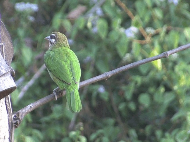 White-cheeked Barbet - ML201548501