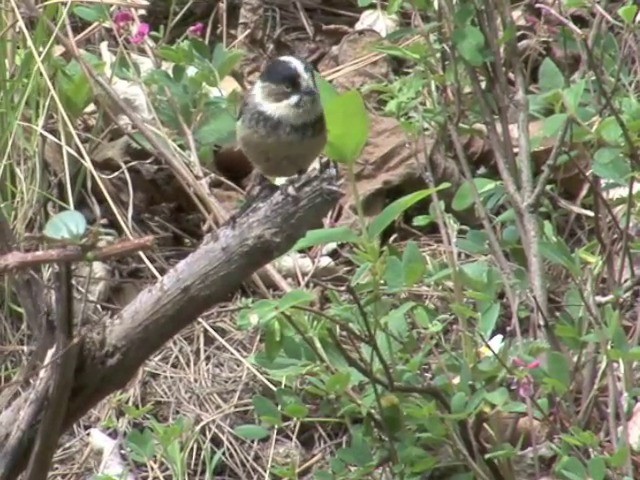 Black-browed Tit (Black-browed) - ML201548511