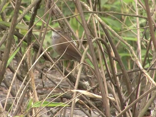 Spotted Bush Warbler - ML201548641