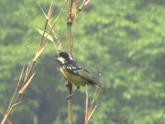 Yellow-bellied Tit - ML201548751