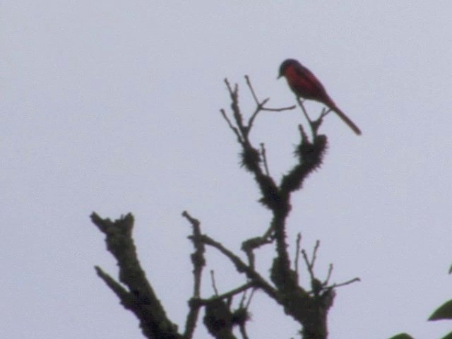 Long-tailed Minivet - ML201548761