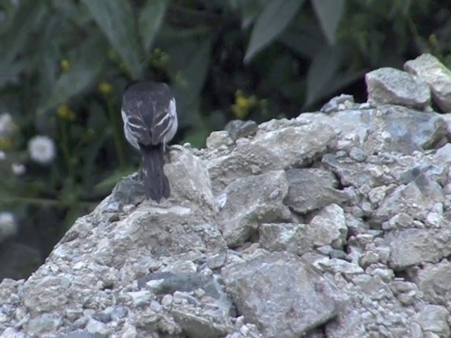 konipas bílý (ssp. alboides) - ML201548791