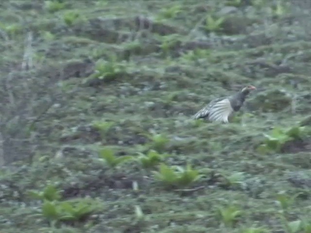 Tibetan Snowcock - ML201548801